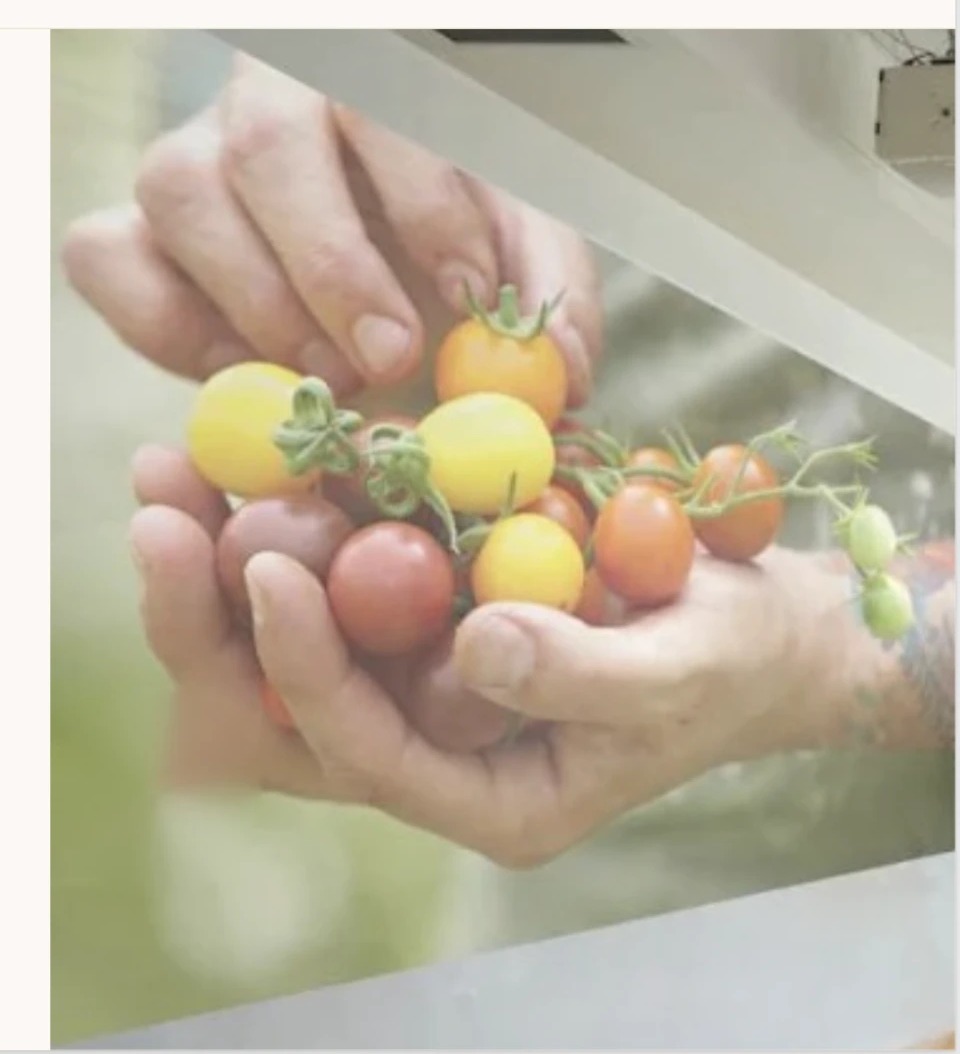 Hands holding a harvest of multi-colored vine tomatoes